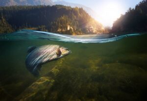 Washington State Stormwater Permit Salmon Runoff
